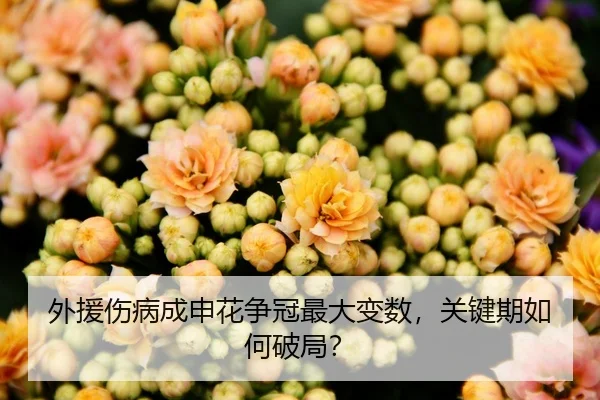 外援伤病成申花争冠最大变数，关键期如何破局？